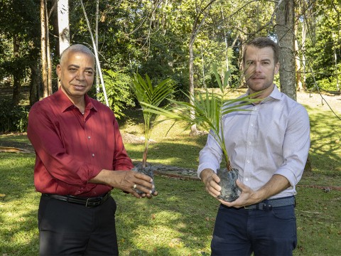 Fundaci&oacute;n Grupo Puntacana enriquece poblaci&oacute;n de palma de lluvia del Jard&iacute;n Bot&aacute;nico Nacional 